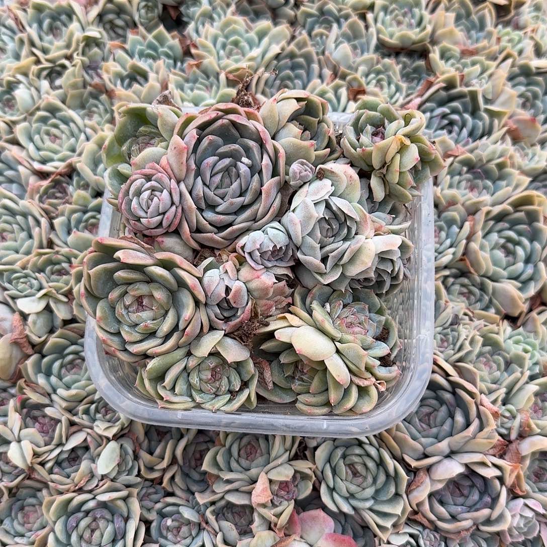 F号新品珍妮切糕（量拍）