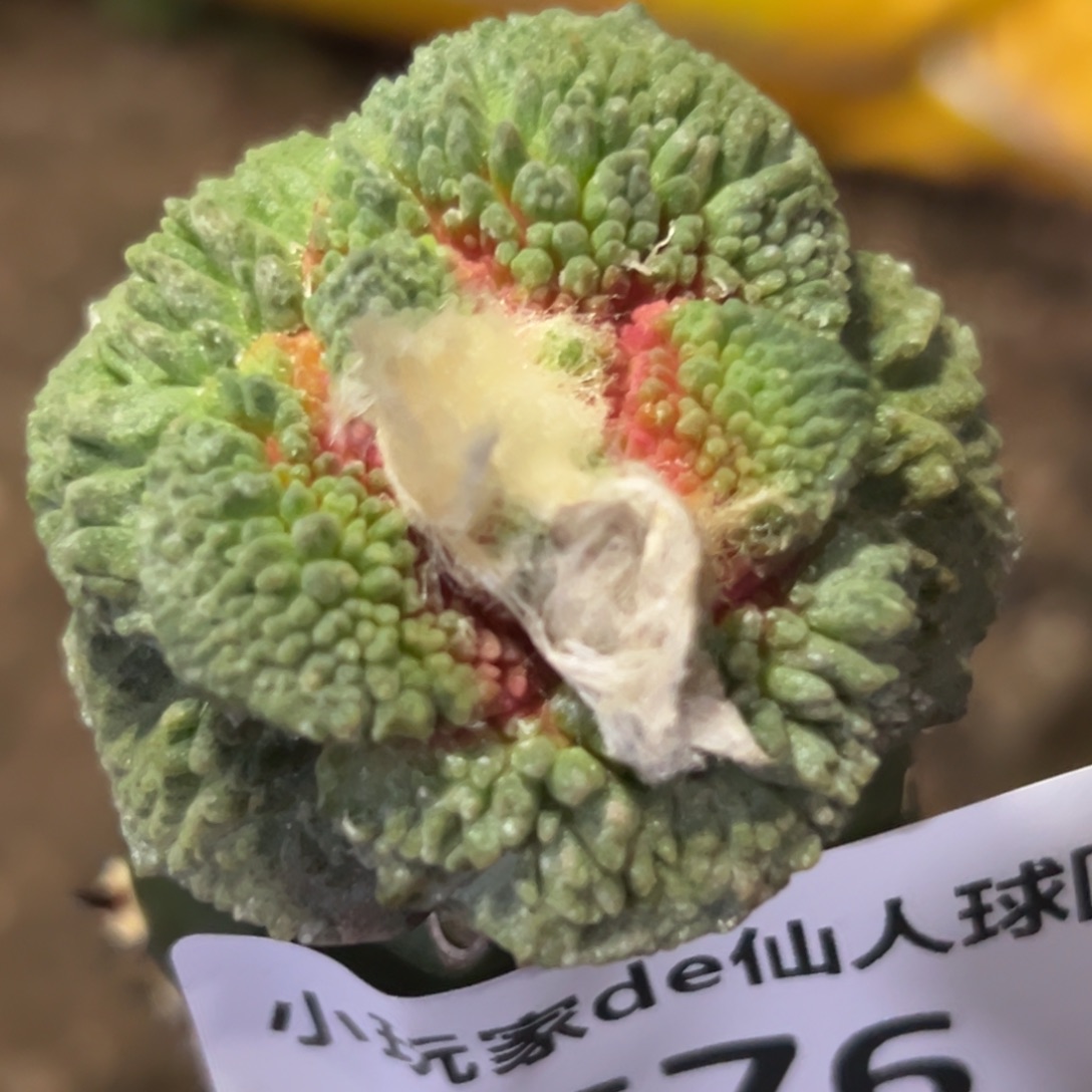 676 仙人球的比赛将于