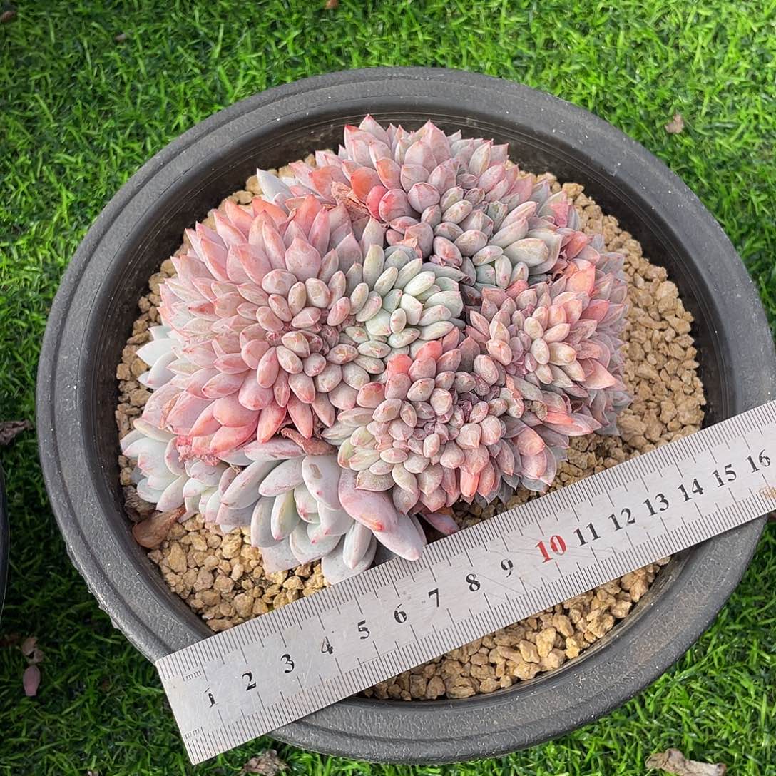 橙梦露缀化老桩多肉植物一物一拍