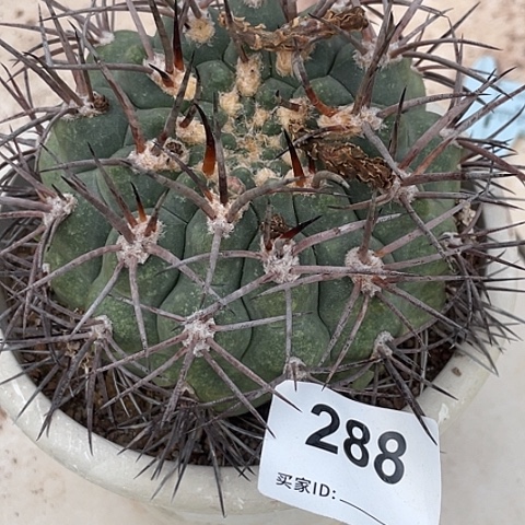 288号超大摩天龙 11厘米左右不含刺 包邮