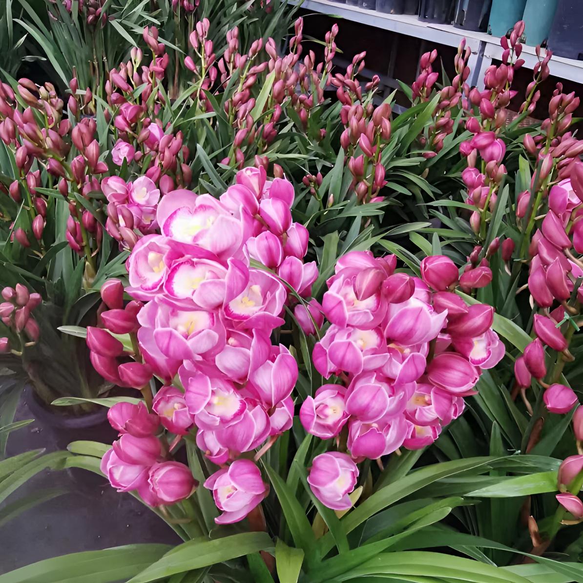 【朝阳】大花蕙兰粉色大花落地款