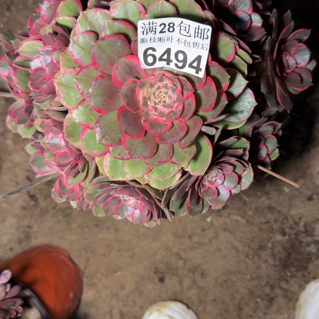 6494花妖多肉植物