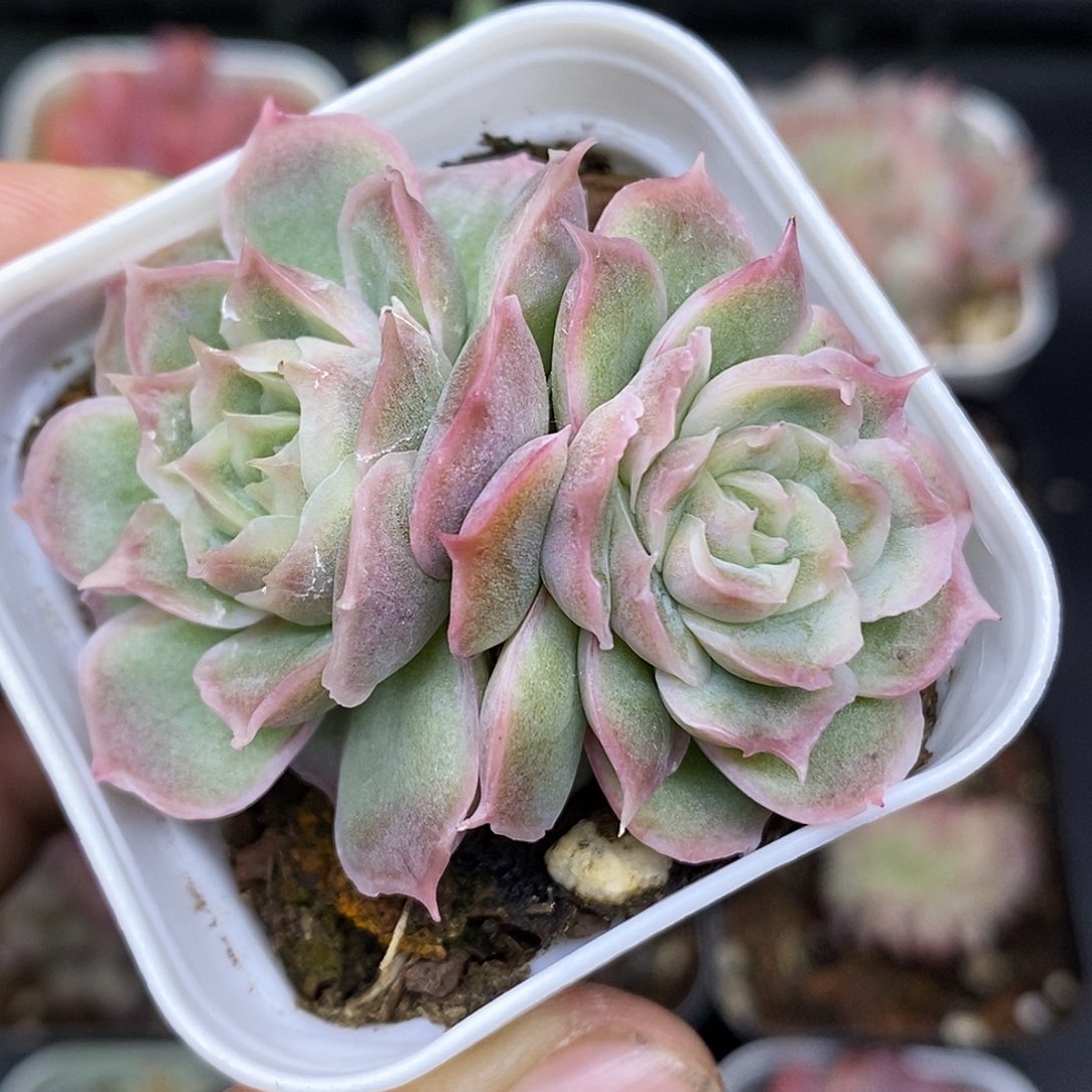 水晶虾饺带运费满30可减5元