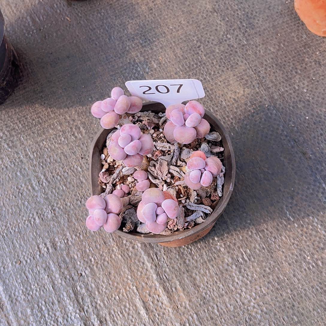 俞*207桃蛋25。。。。。