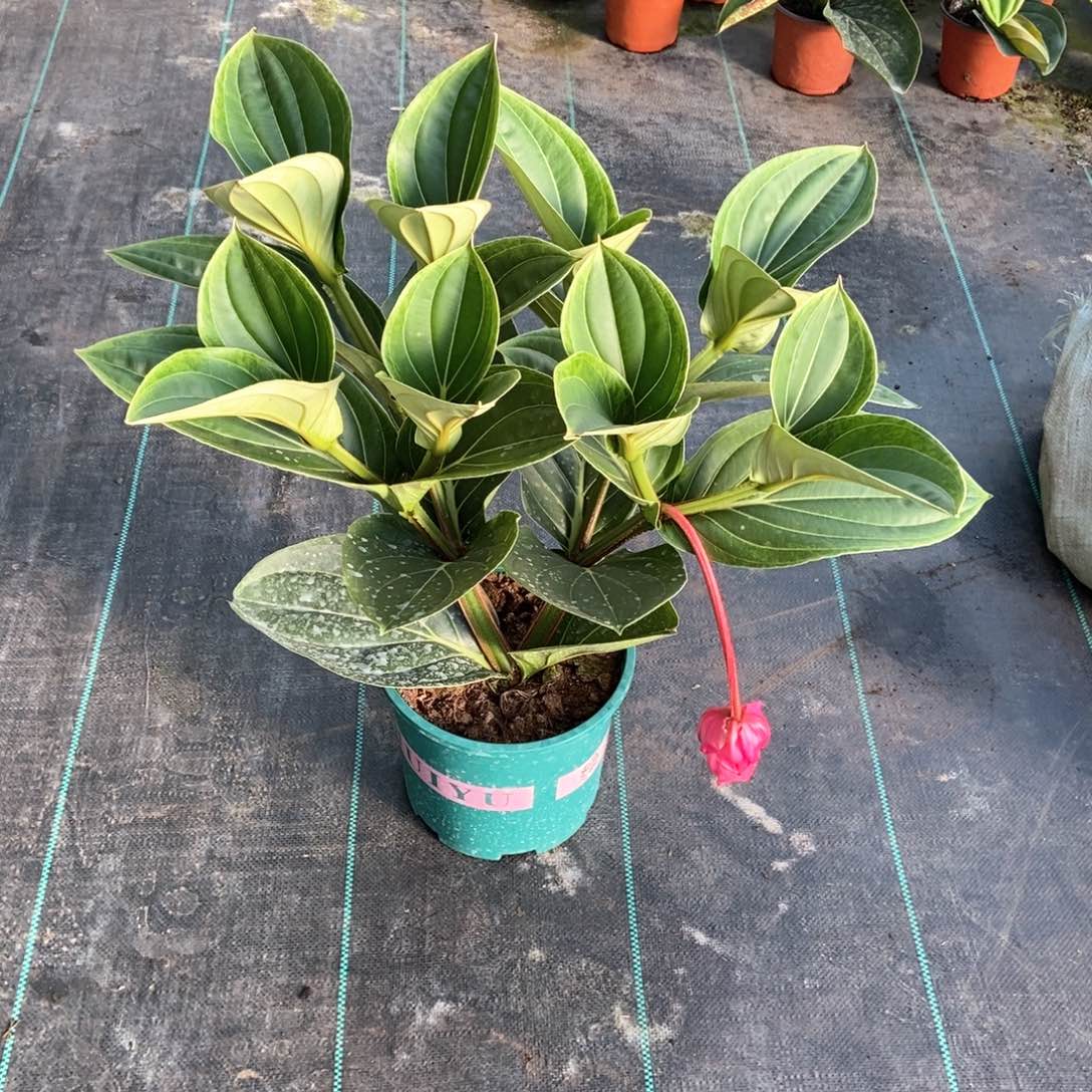 当前无花栽培后可以开花幺****品