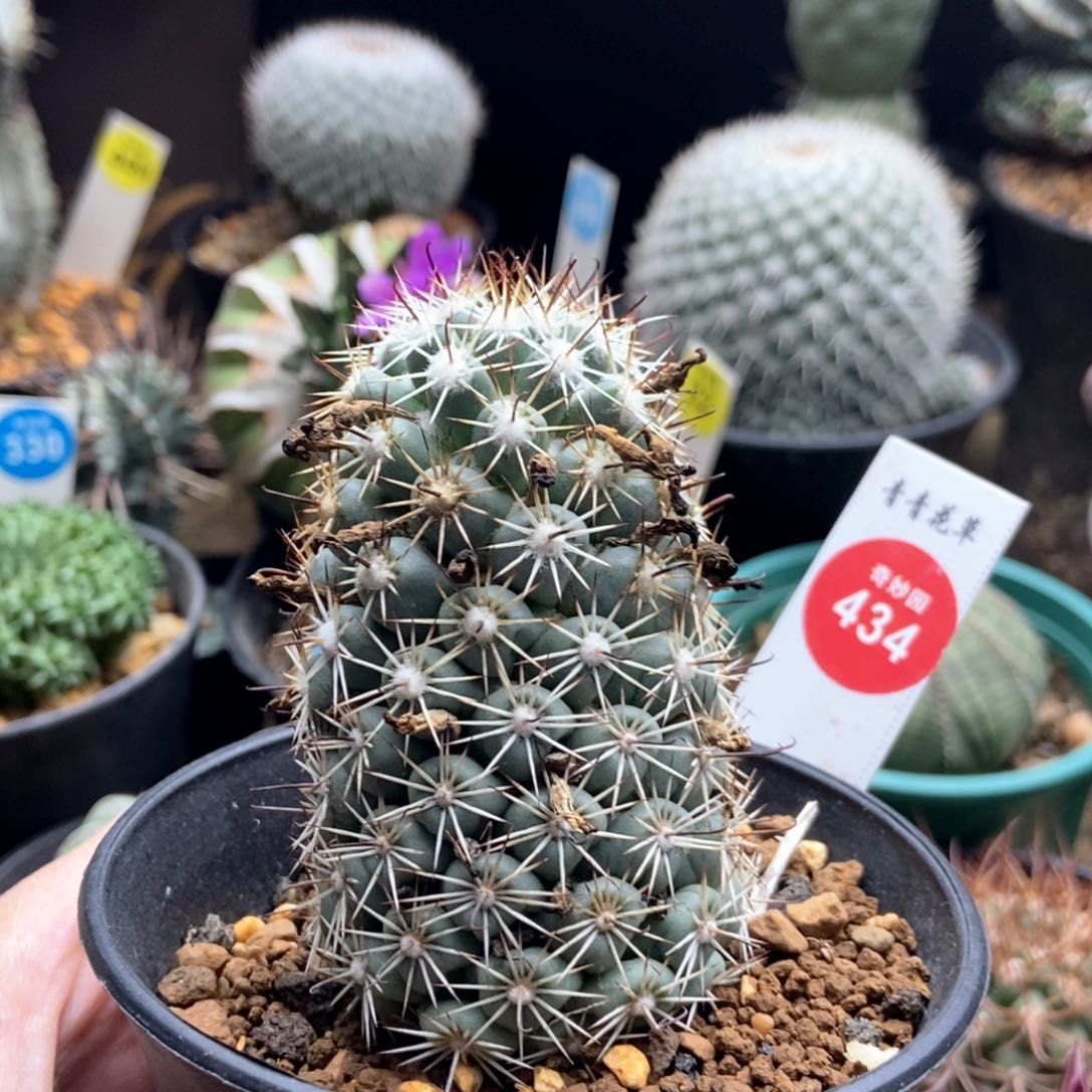 实生蓬莱宫一棵4.5cm