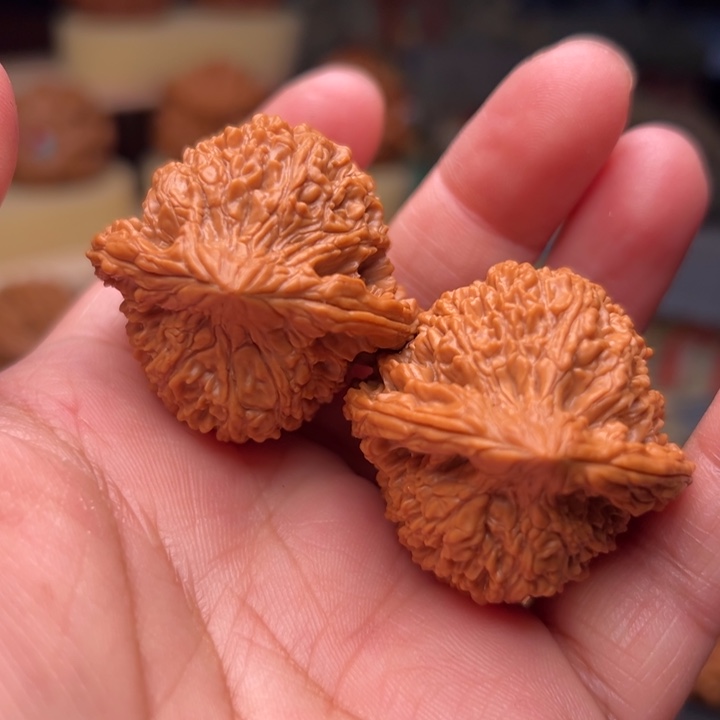 核桃37边高40满天星全