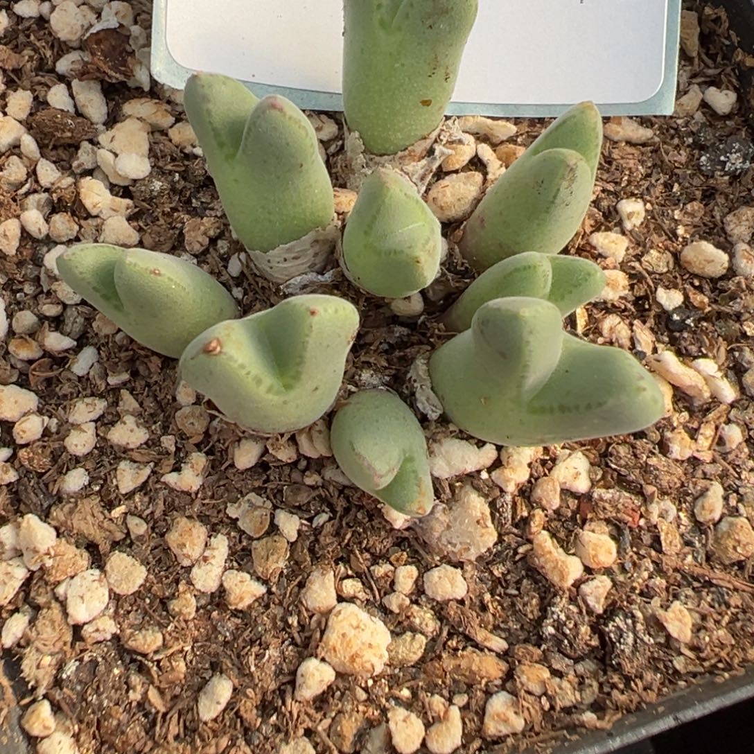 7-154肉锥多肉植物大战