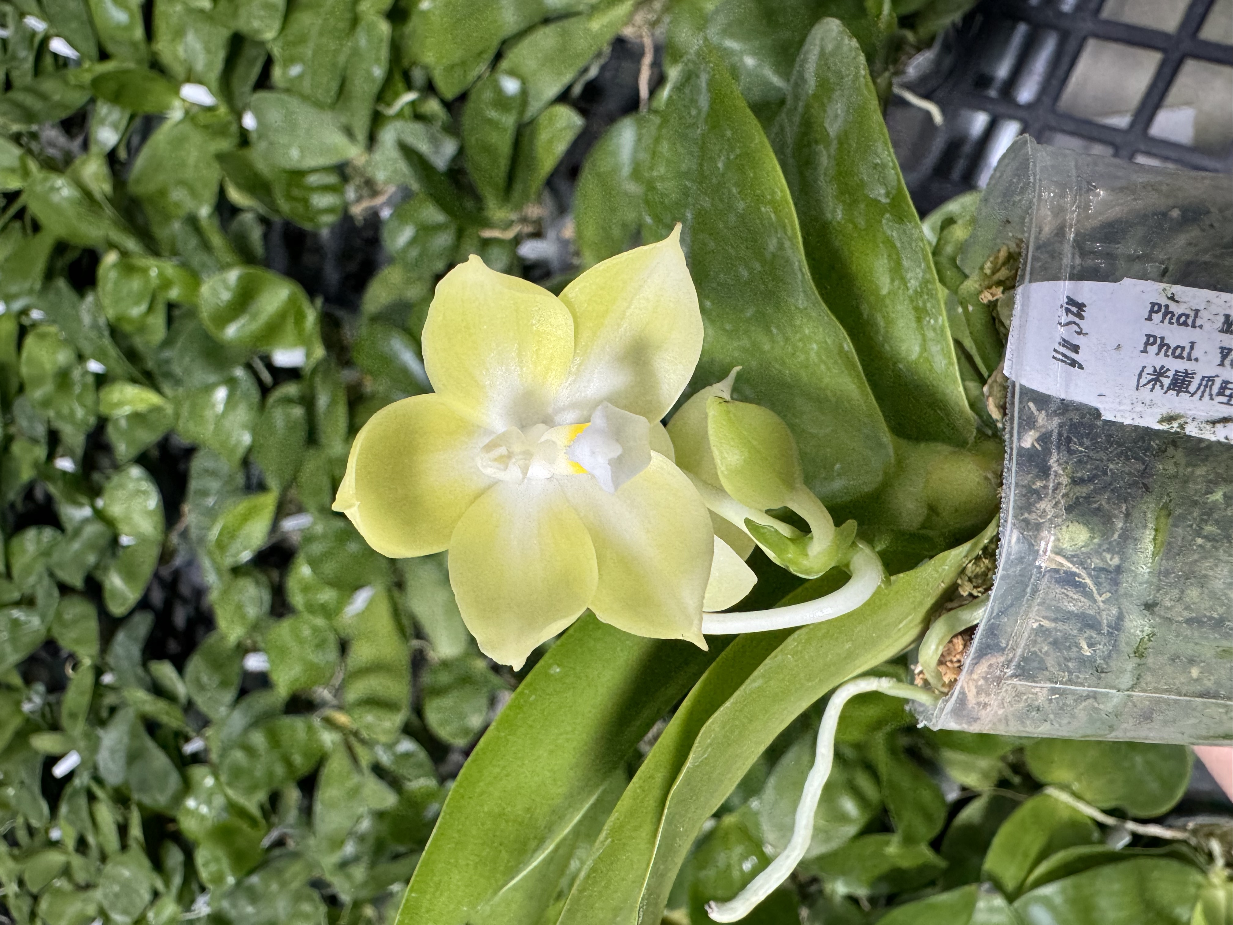 [米库爪哇交雅风惊喜]2.8寸杯-实生原生蝴蝶兰带香四季花苞带花剑