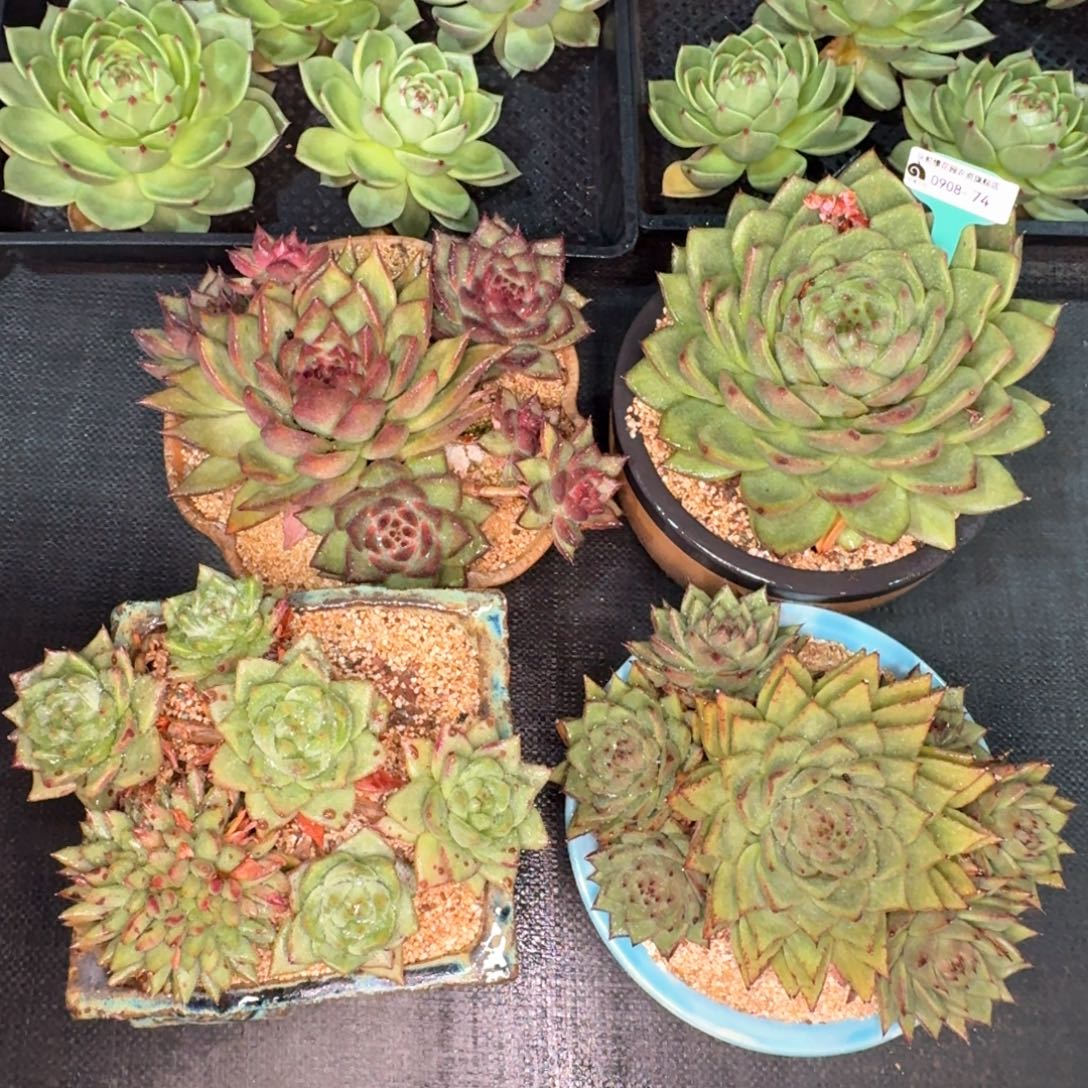 从前慢多肉精选编号0908.74