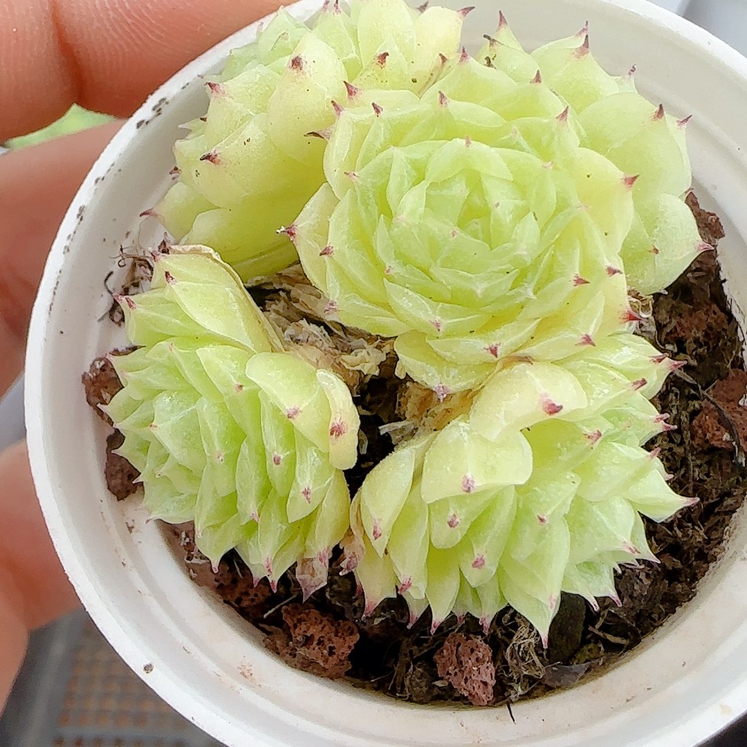【闪购商品】0924-86开播福利