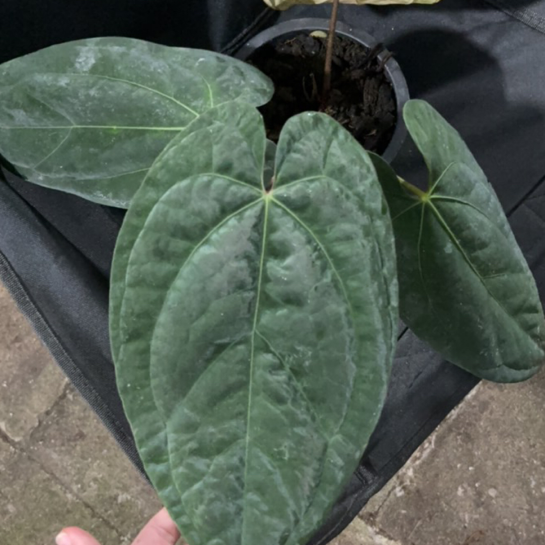 03 黑凤凰杂黑丝绒花烛（只发顺丰 邮费自理）