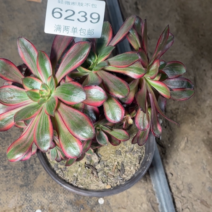 6239乌拉缀多肉的人多