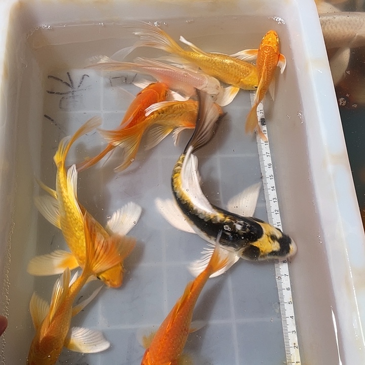 蝴蝶鲤鱼渔场直发22