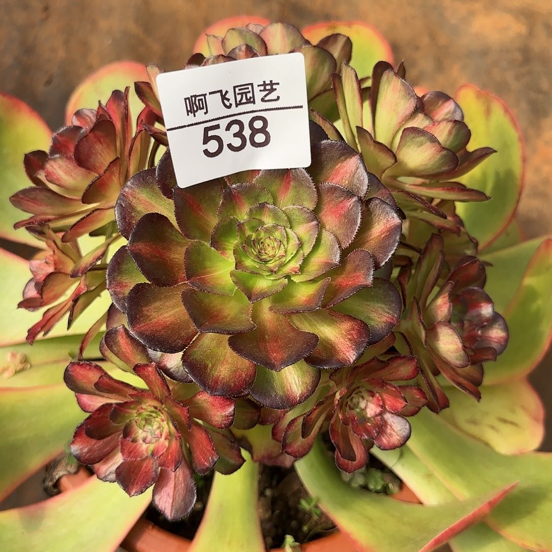 映*538多肉 海王七彩法师带嫁接木发货