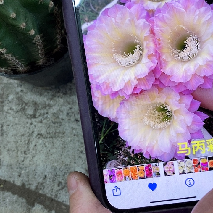 马丙仙人球，2568890