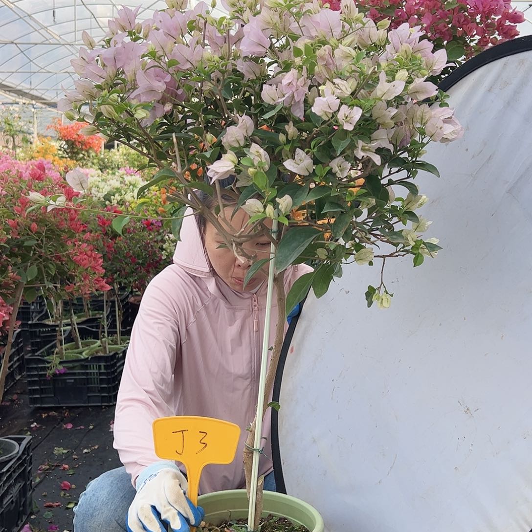 树***哥大部分花苞少量开放J3苹果花