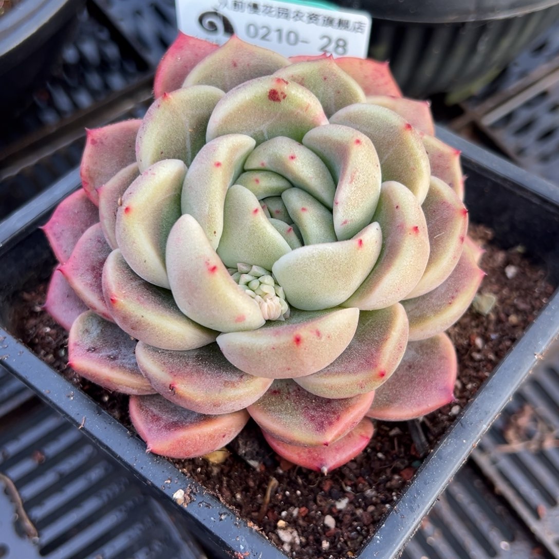 从前慢多肉精选编号0210.28