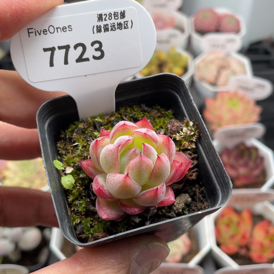 7723西西里3.5厘米