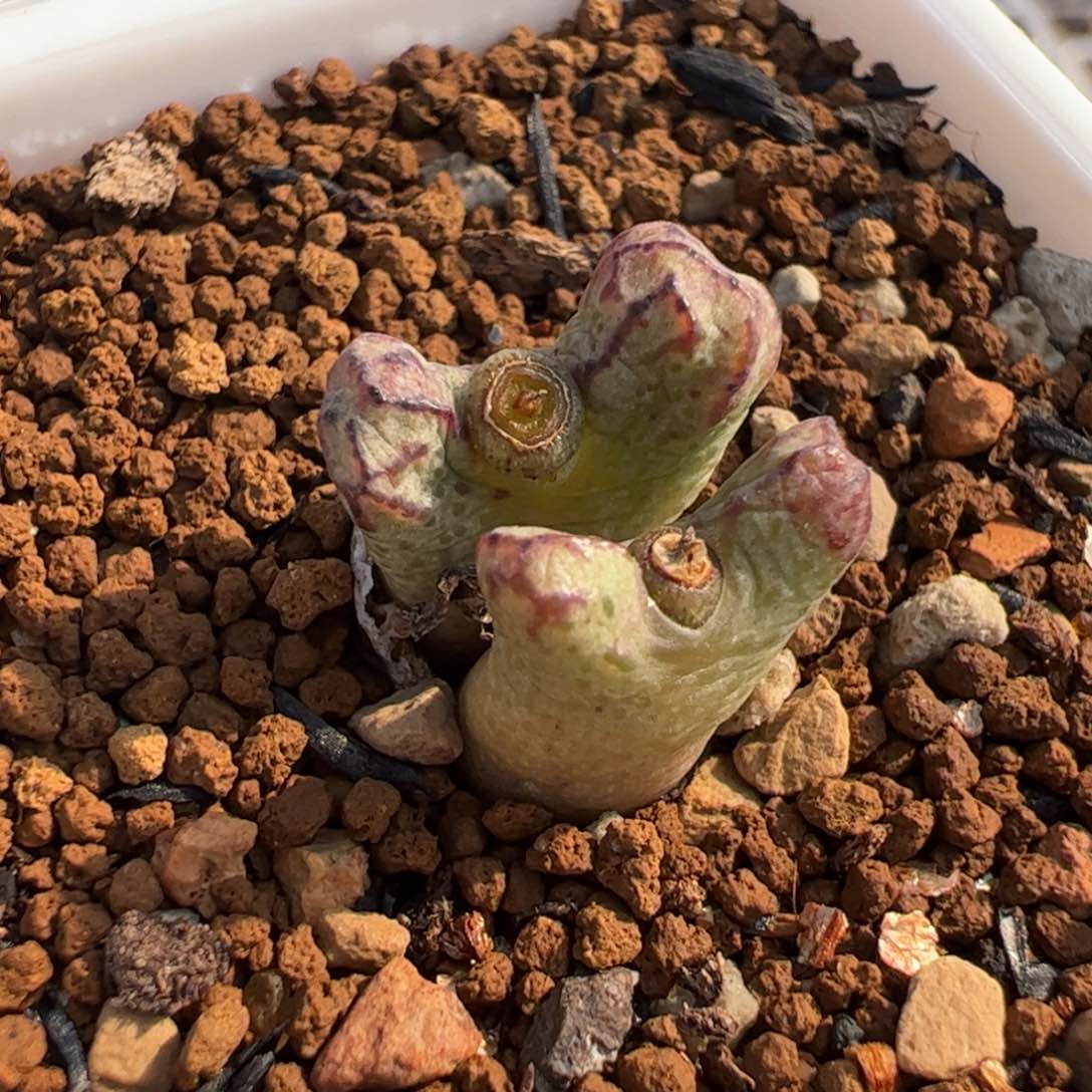 445多肉植物组合