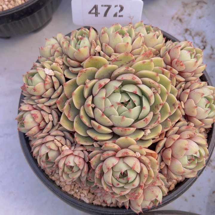 健健康康平平安安