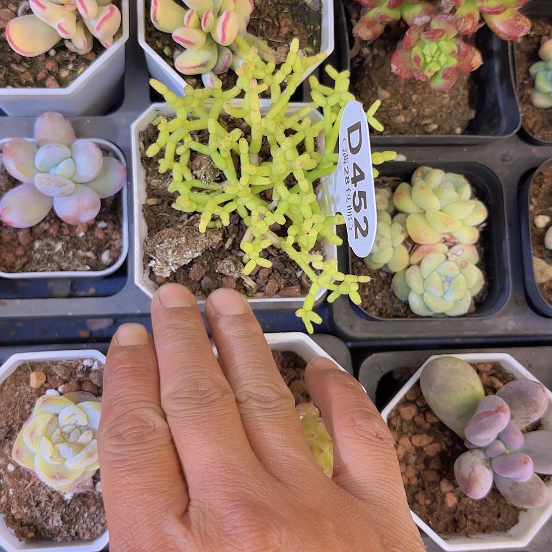 D452木偶人一物一拍