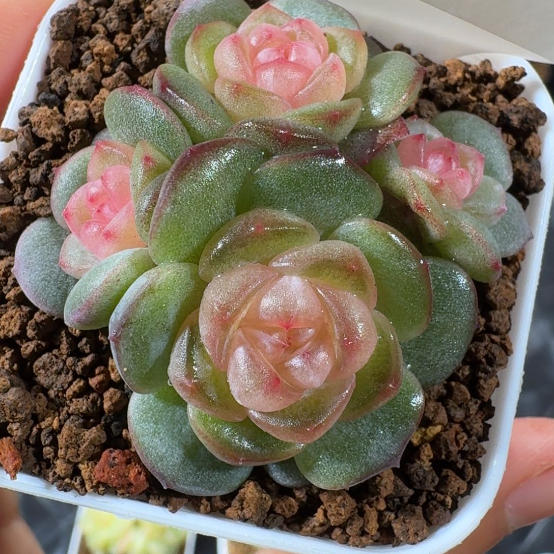1118-10-牡丹群生一颗