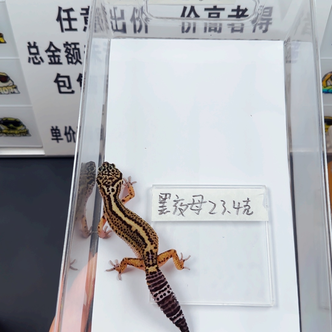 豹纹守宫豹纹守宫
