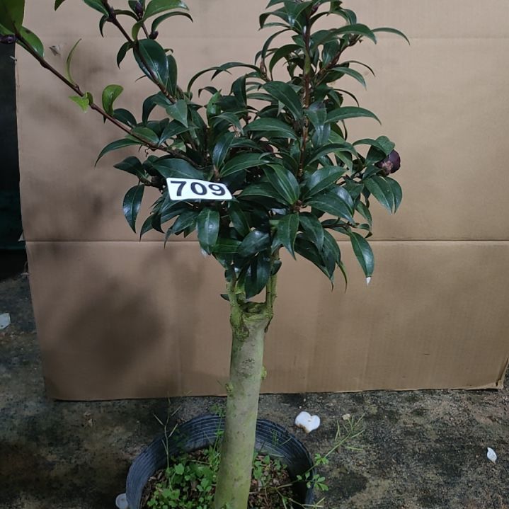 709黑骑士，原盆原土发货