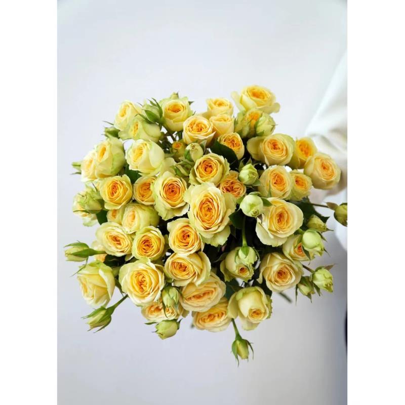 高品质鲜花  【牛油果】多头玫瑰10支 已发货不支持退款换货