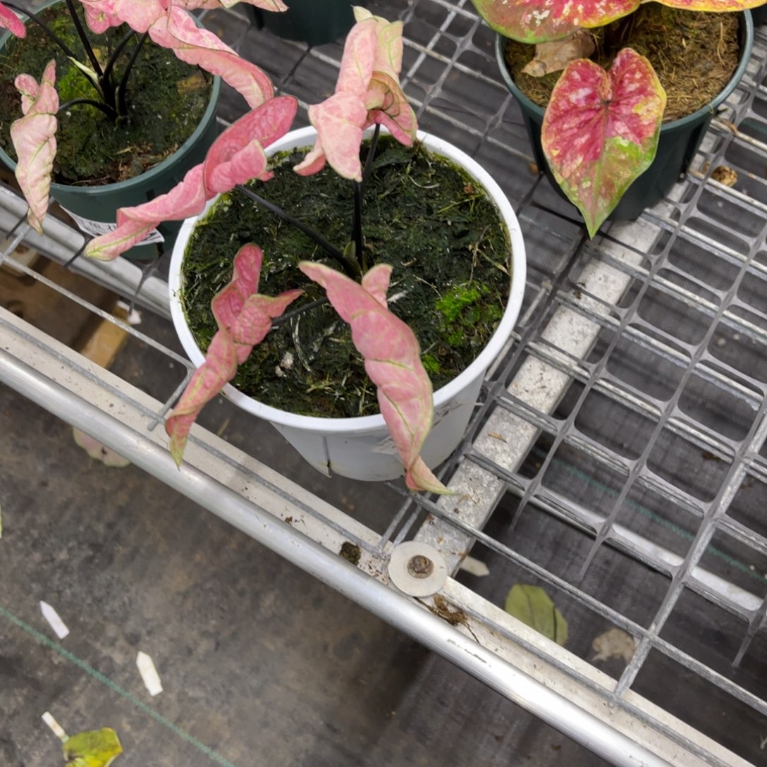 驼***驼无花朵           169虾卷不包售后