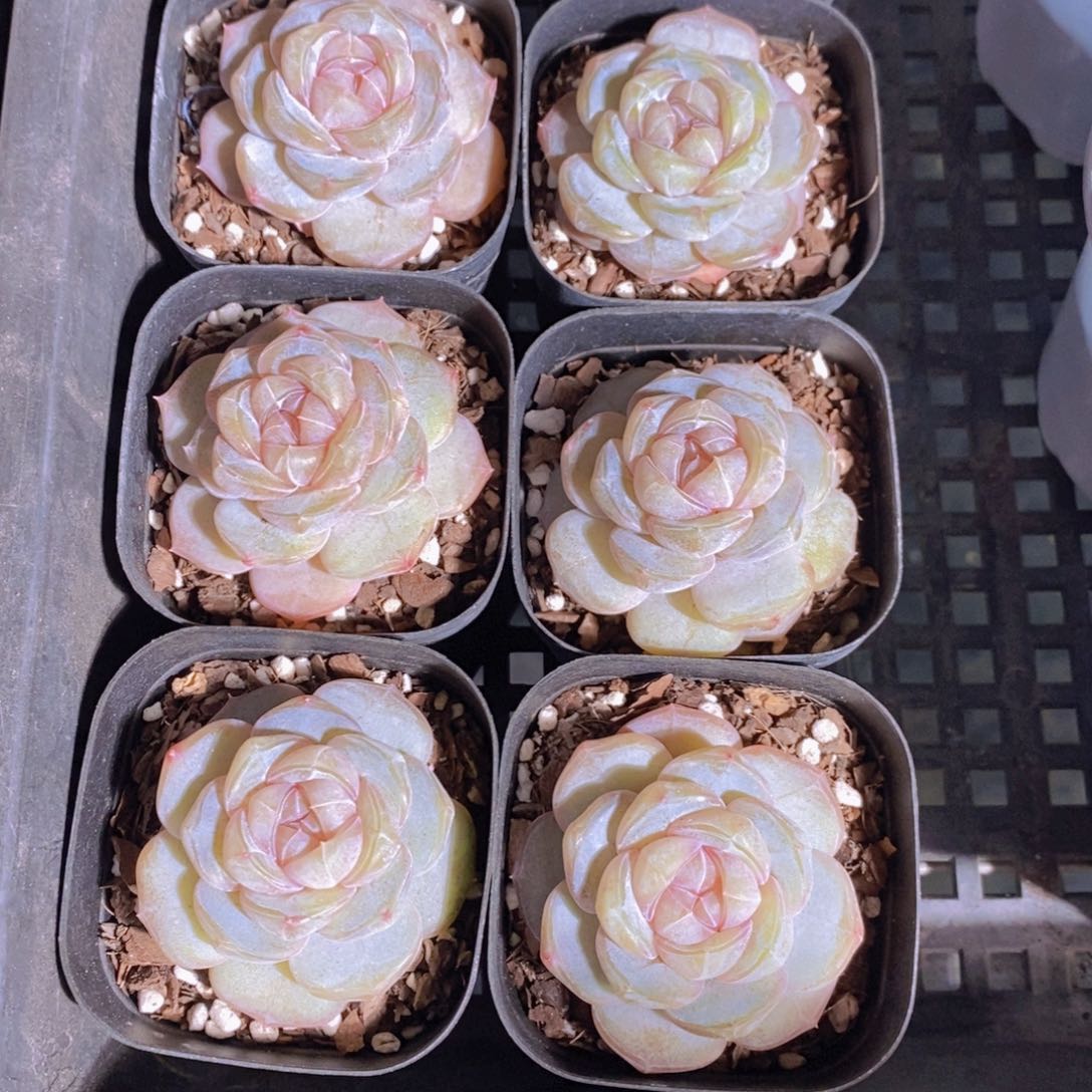 30-27-精品白兰地单头一个