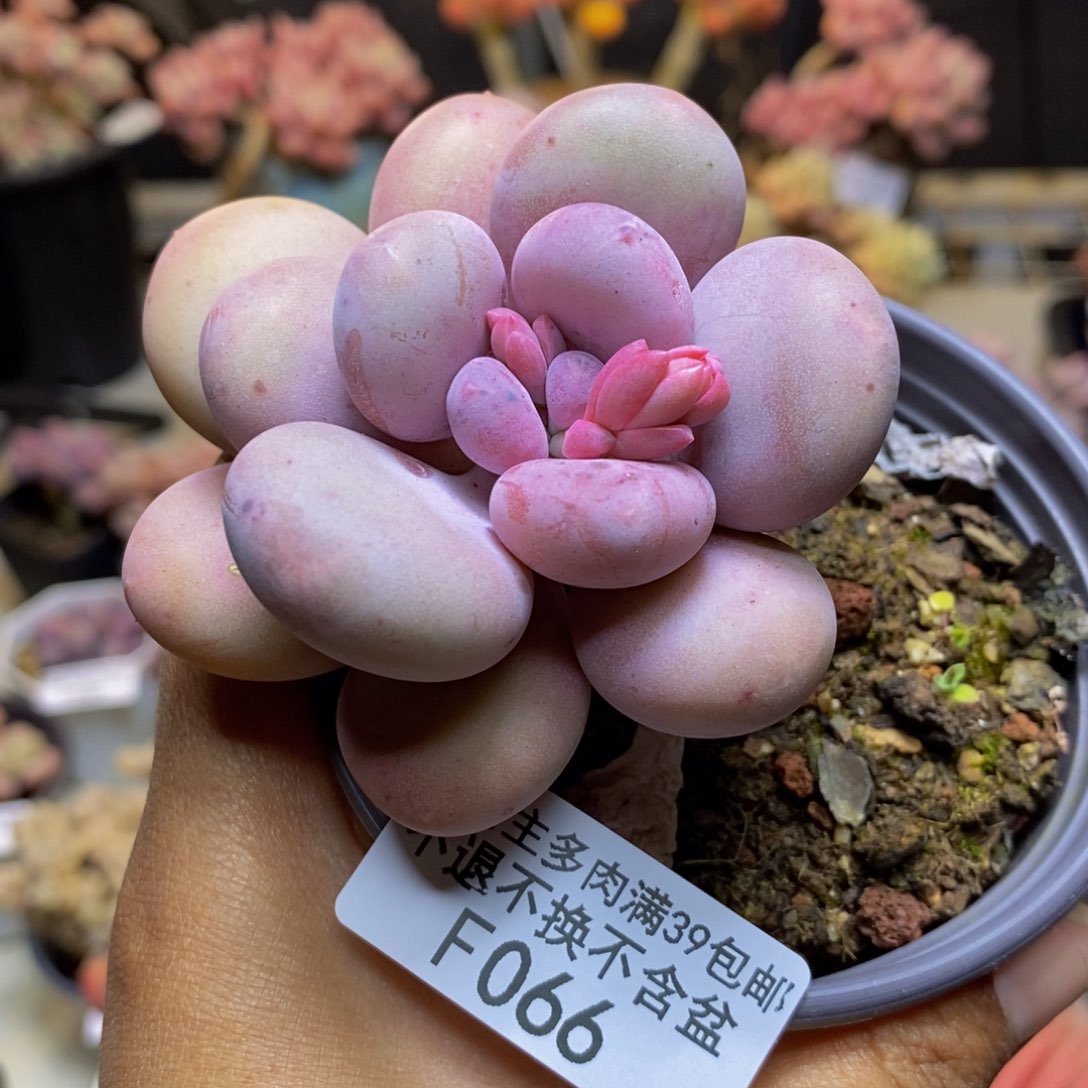 066彩虹奶多肉7c m