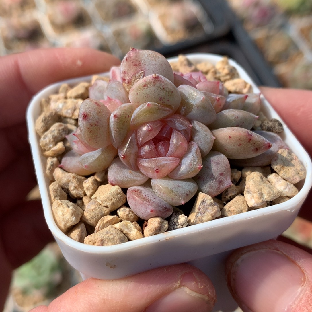 3头粉色。     糖心珍妮。    20号