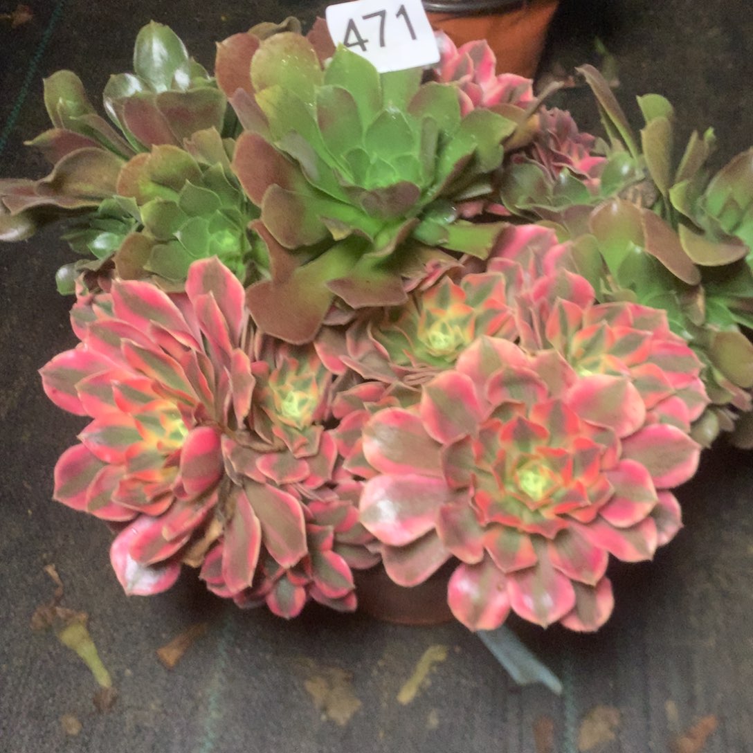 471女妖多多肉植物