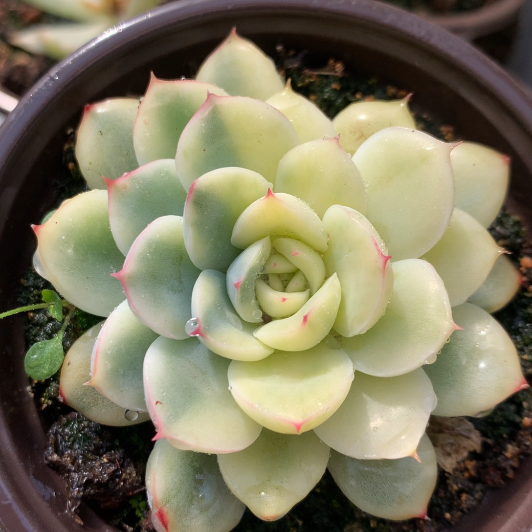 荷花j j j j j j j j j j