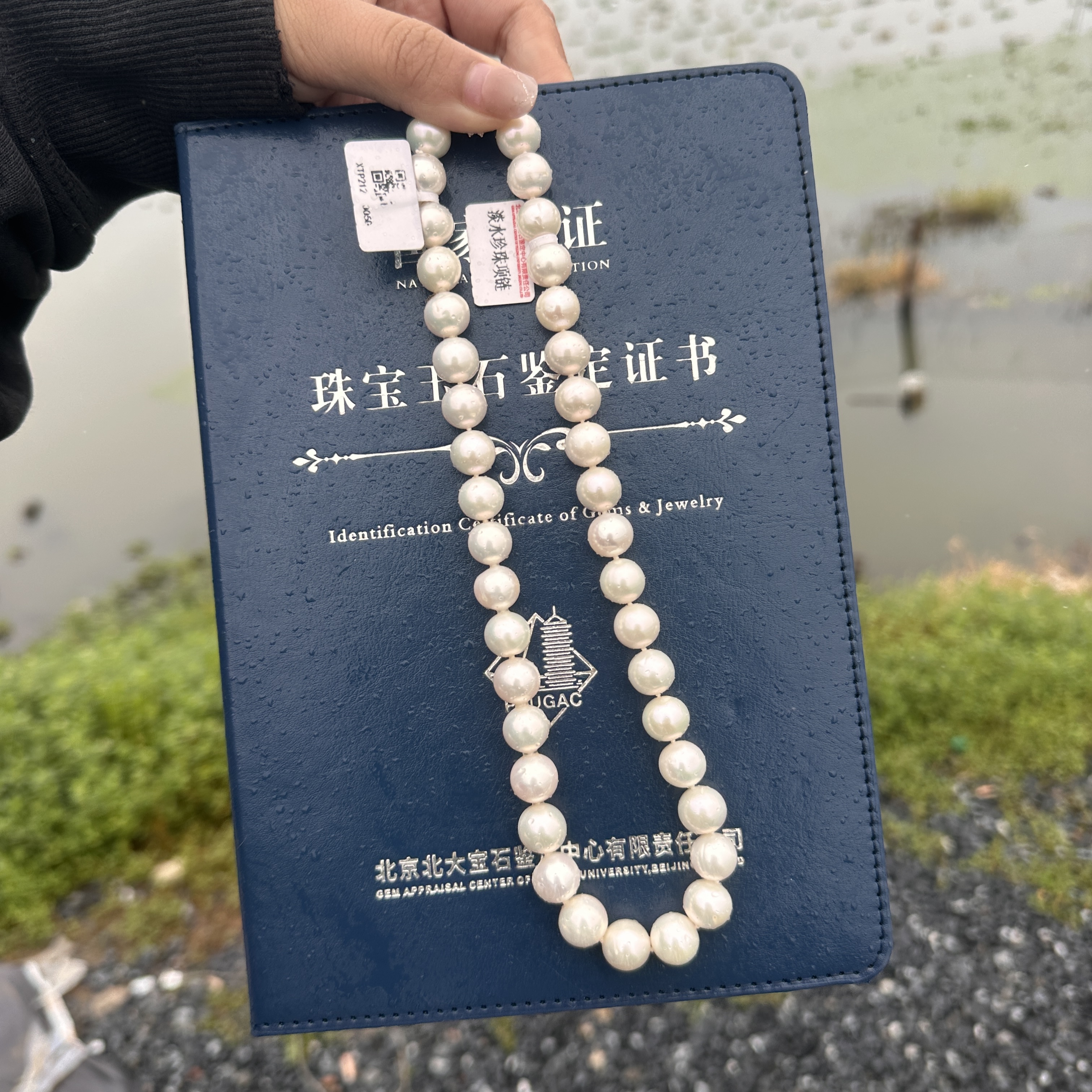 【传承系列】淡水珍珠/无核白珠项链带北大大证/10-12MM/S925银