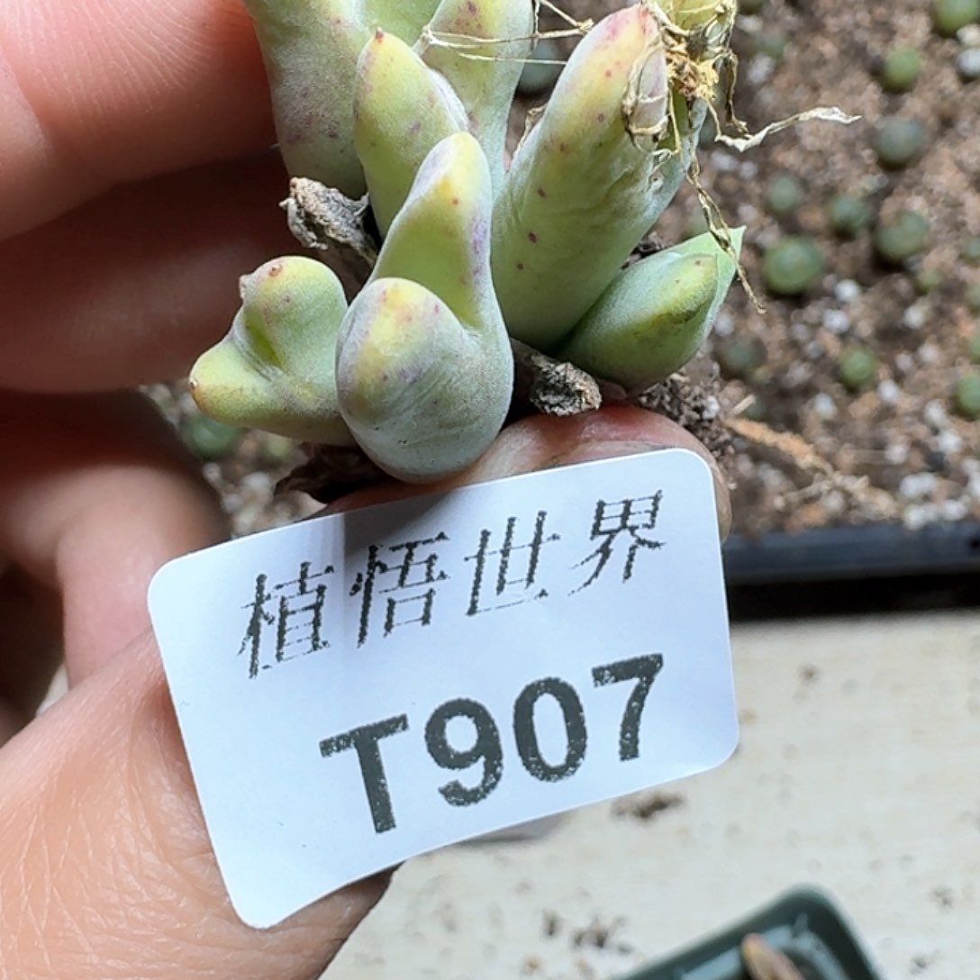907号多肉植物哇cv