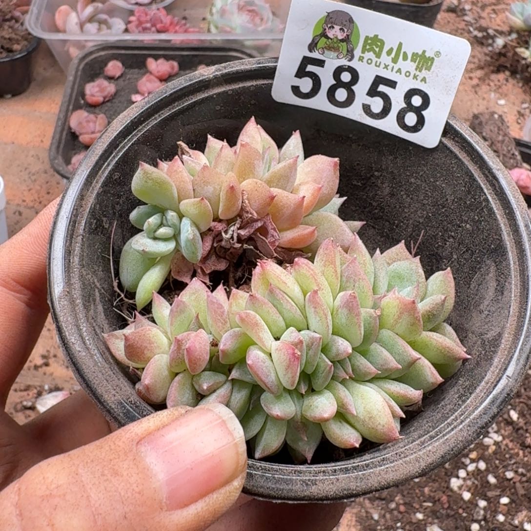 今***丶多肉植物多肉植物