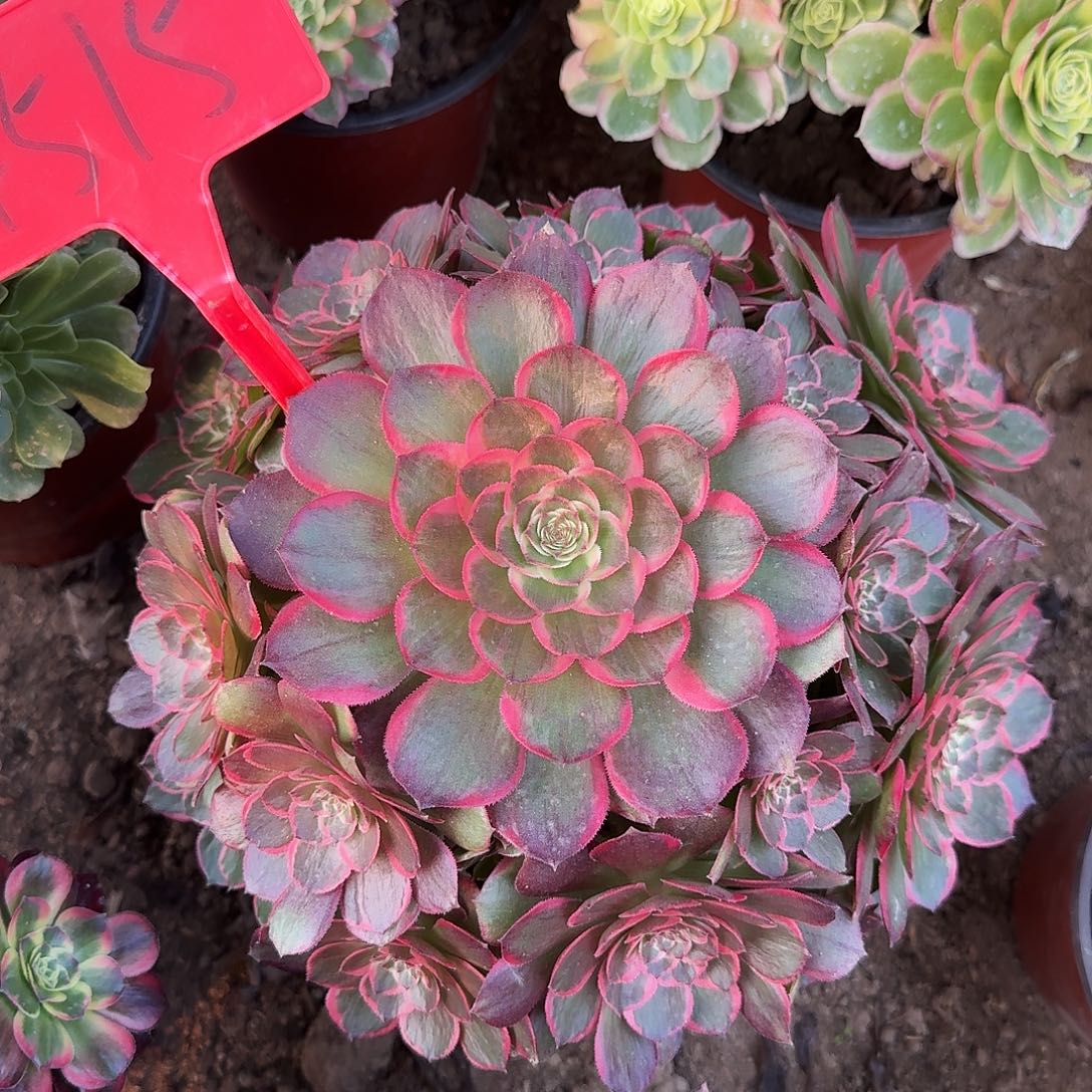 4515莲花座多肉法师