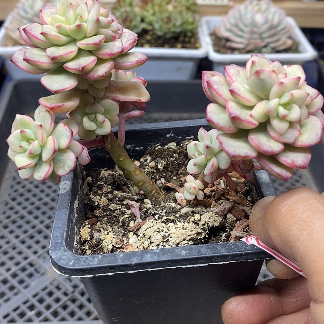 22127 探戈锦自然群