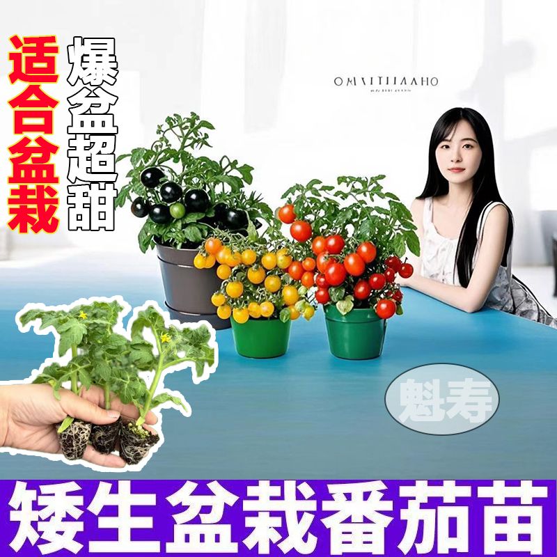 寿光盆栽矮生番茄苗秧小番茄小西红柿苗圣女果苗阳台室内蔬菜种子