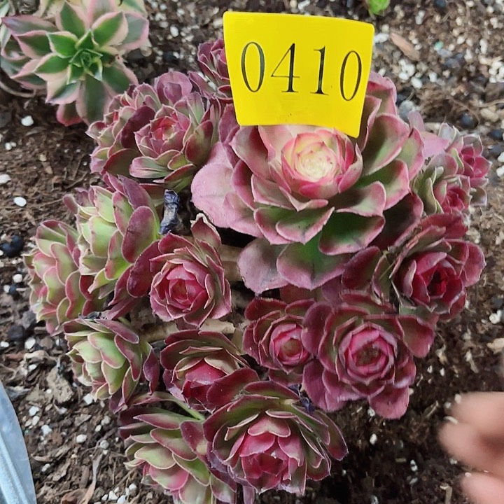 多肉植物福利来0410