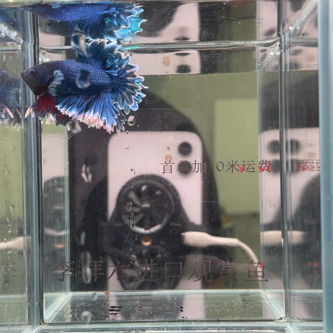 海水精品印尼斗鱼11