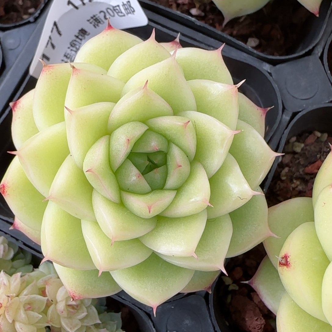 花语逸境0122-177