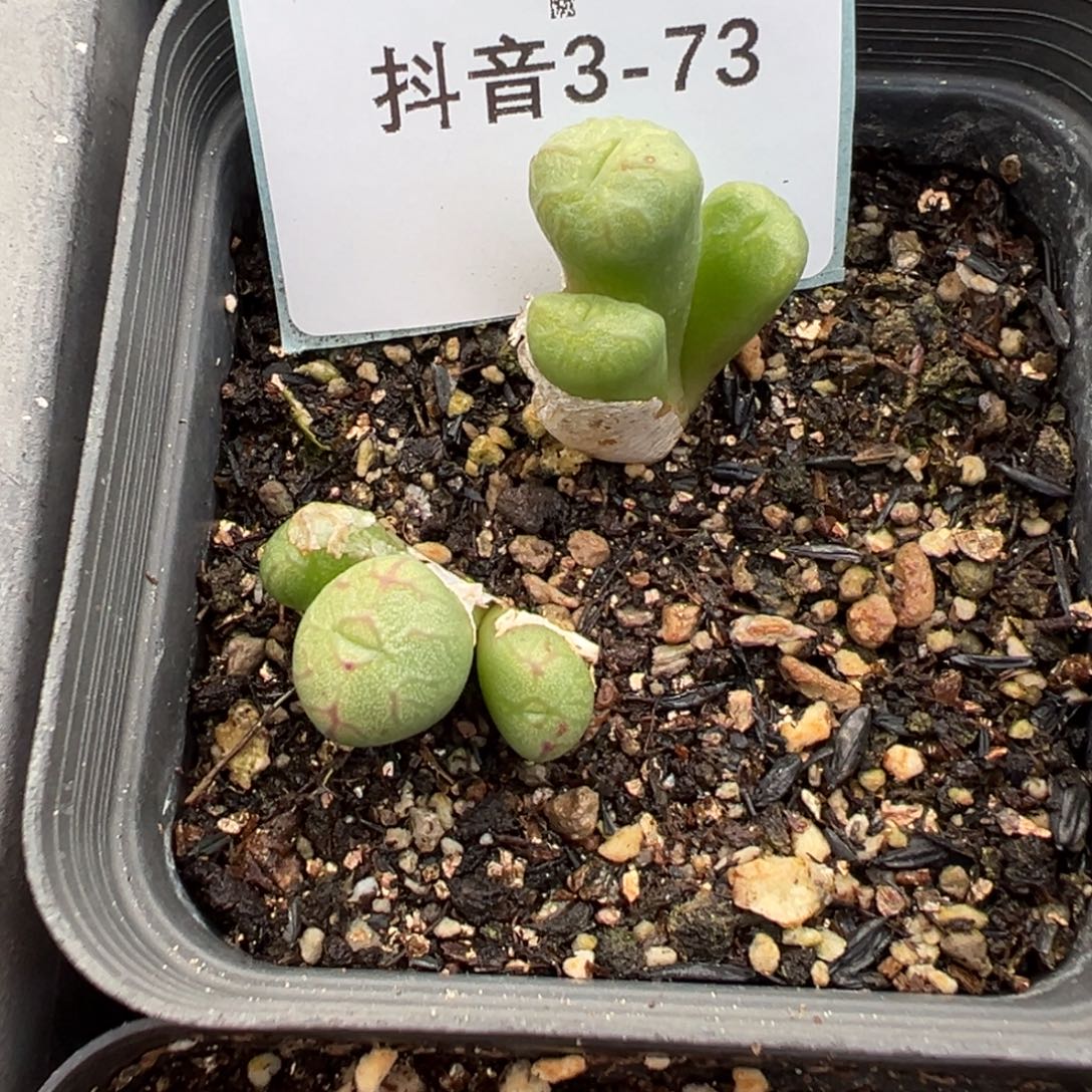 3-73肉锥多肉植物，