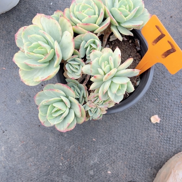 多肉植物9.9包邮
