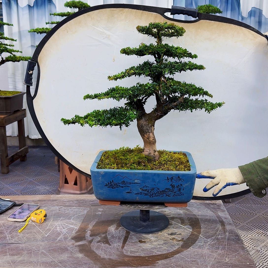 无花朵罗汉松8888888888