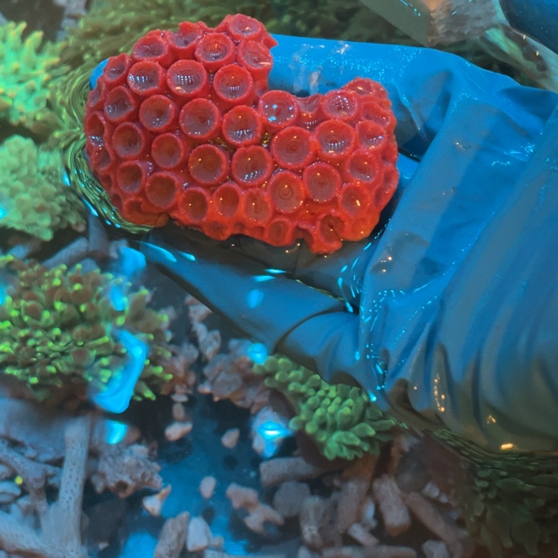 …***…奶嘴海葵太阳花11111