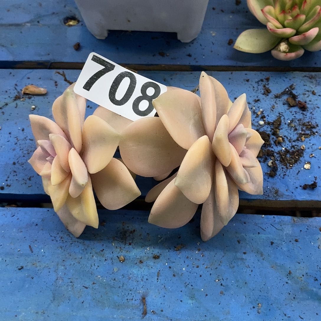 708粉紫乐锦底座炸多肉植物